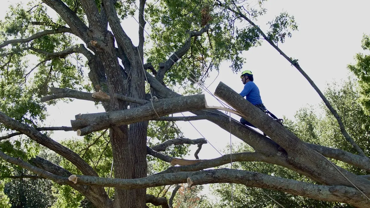 Professional Hazardous Tree Removal performed by certified arborists in Laurel Springs