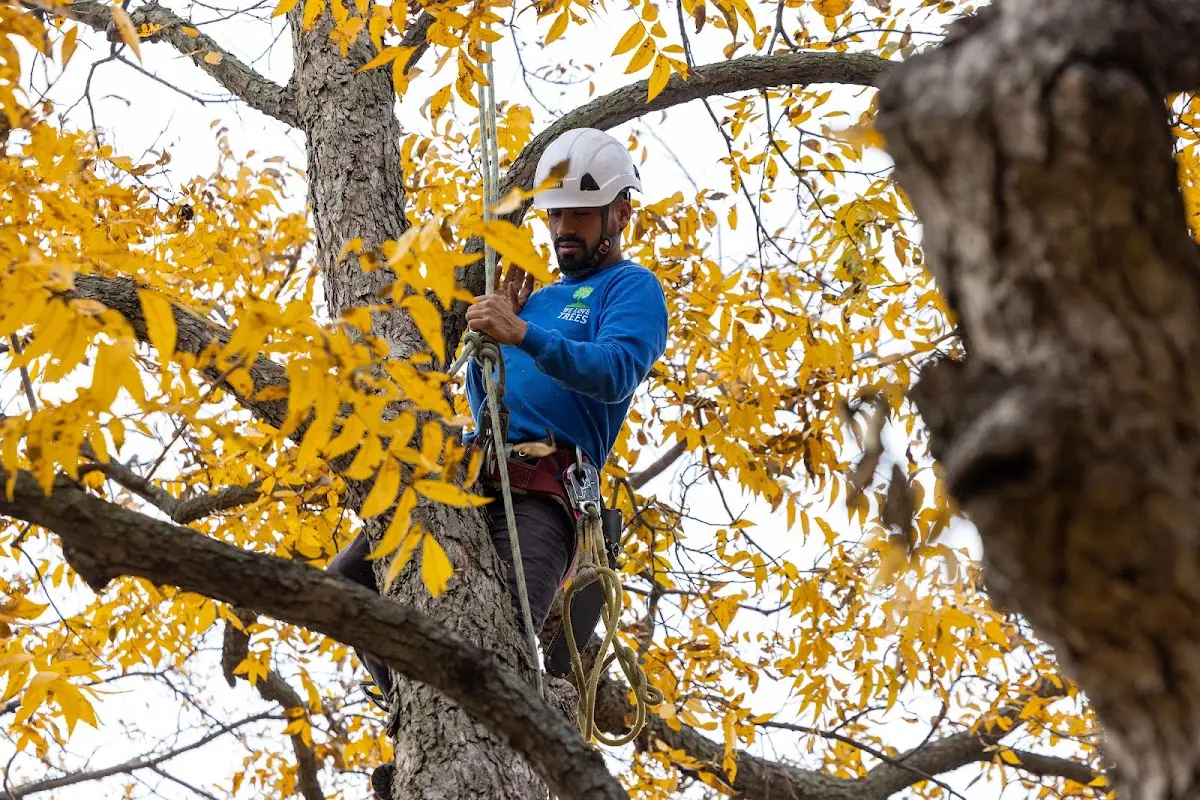 Skilled Tree Pruning crew working in Laurel Springs