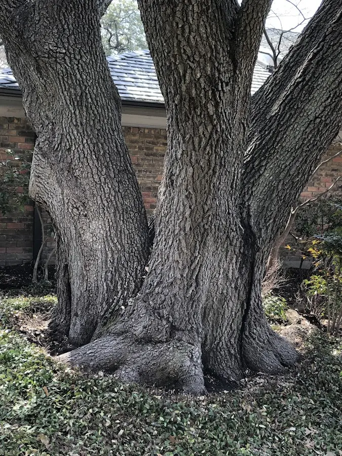 Mature heritage tree close to a Laurel Springs property cared for by certified arborists